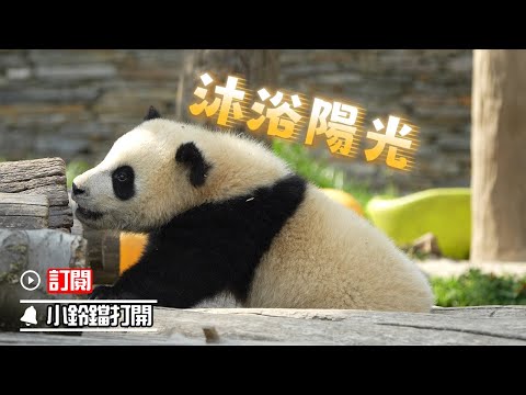 《熊貓早晚安》陽光午後，小熊寶的慵懶時光 | iPanda熊貓頻道