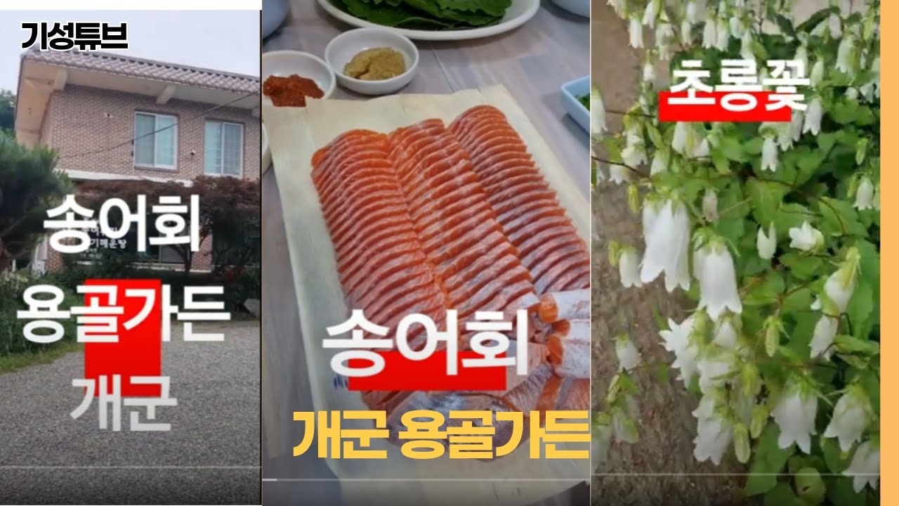용골가든 송어회 먹었습니다. I tasted trout sashimi. - YouTube