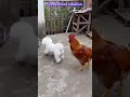 Dog vs Rooster: The Instant Regret! 🐓