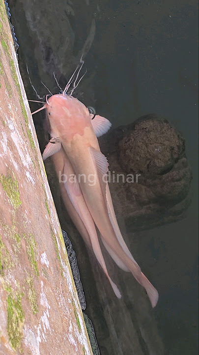 bagus banget😍LELE PUTIH JUMBO TINGGAL DI SINI‼️#shorts