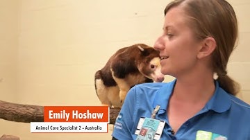 Episode 4 - Tree Kangaroo Joey