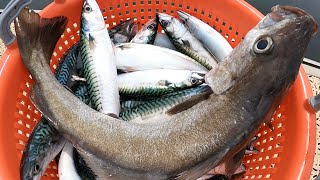 Boat Fishing - Mackerel, Pollock, Lobsters And Crabs - Sea Fishing UK