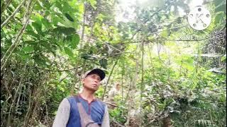 mikat di semak belukar menggunakan mp3/ ternyata banyak sekali burung nya#pikat b & d channel