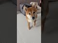 柴犬に「ハウス」と言った結果・・・