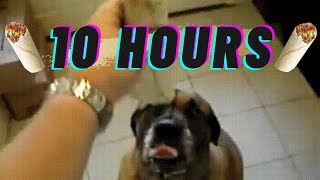 10 Hours of Dog eats Bean Burrito in 1 second