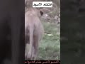 انتقام الاسود من التمساح