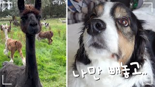 My Dog is Crying because She’s Been Left Out 🐶🦙🦙🦙 by 레나랜드 Lena Land 3,840 views 3 months ago 10 minutes, 21 seconds