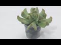 #topsyTury #echeveria #runyonii  Como Modelar Suculentas em Biscuit sem Molde sem Ferramentas