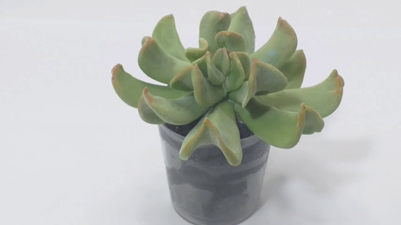 Como Fazer e Modelar Suculenta de Biscuit (Encheveira)