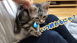 【アメショ】お家でノミ・マダニ対策のお薬をつけてみた。やらかす飼い主と我慢したお利口さんな猫