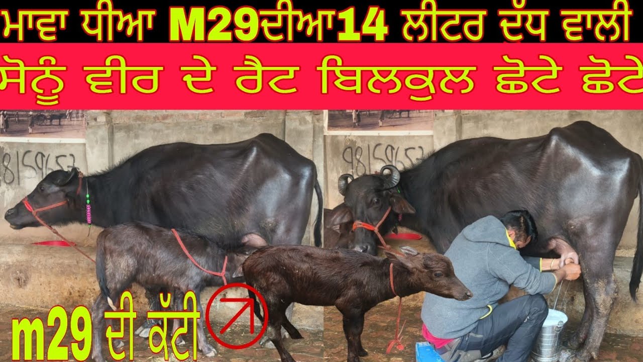 ਫ਼ੋਨ 98159-65751 ਤਾਜ਼ੀਆਂ ਸੂਈਆਂ ਝੋਟੀਆਂ ਚੰਗੇ ਰਿਕਾਰਡ ਵਾਲੀਆ ਬਿਲਕੁੱਲ ਮੁਫਤ ਲੁੱਟ ਲਓ ਮੇਲਾ #chennal subscribe