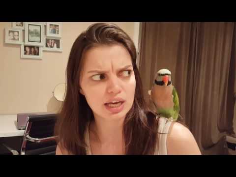 How to tell if your parrot is molting or even plucking🐦 | PARRONT TIP TUESDAY
