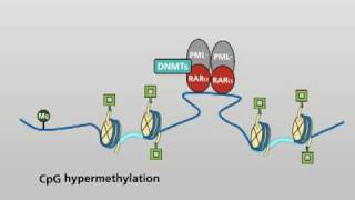 Molecular actions of the PML-RARα fusion protein in promyelocytic leukaemia