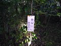 2021.09.15（水）多摩百山 東京里山100選 多摩100山　雹留山（270ｍ）