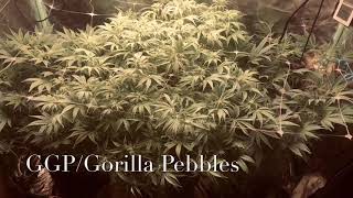 GGPGorilla Pebbles week 1-2 flower  #bloomplus #magicbeanfactory
