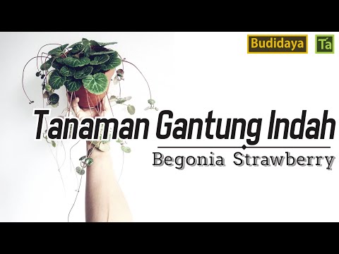 Video: Tanaman Strawberry Begonia - Cara Menanam Tanaman Rumah Begonia Strawberry