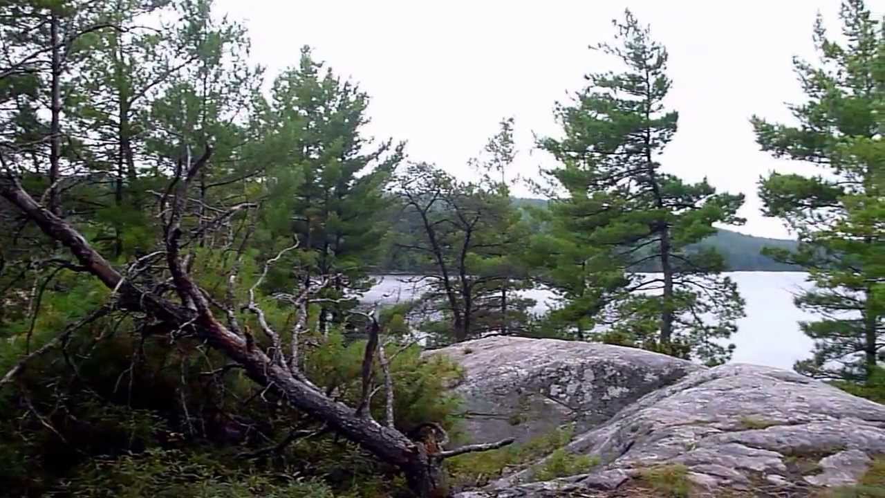Visiting Tom Thomson's Jack Pine in Algonquin Park YouTube
