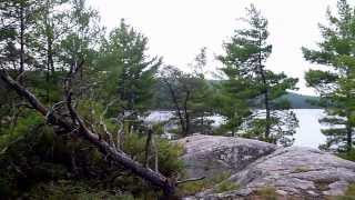 Visiting Tom Thomson's Jack Pine in Algonquin Park