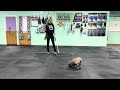 Jojo - Find its to Warm up. Getting back into the Groove of Doggie Day School.