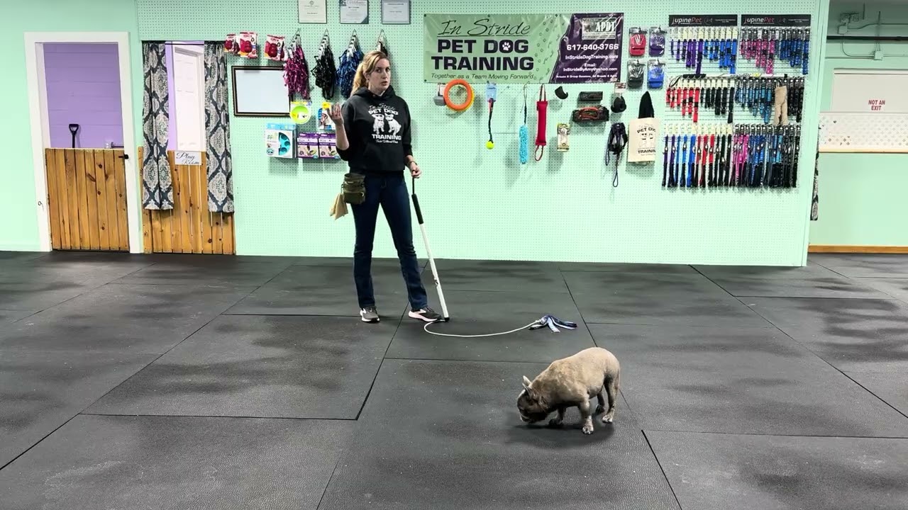 Jojo - Find its to Warm up. Getting back into the Groove of Doggie Day School.