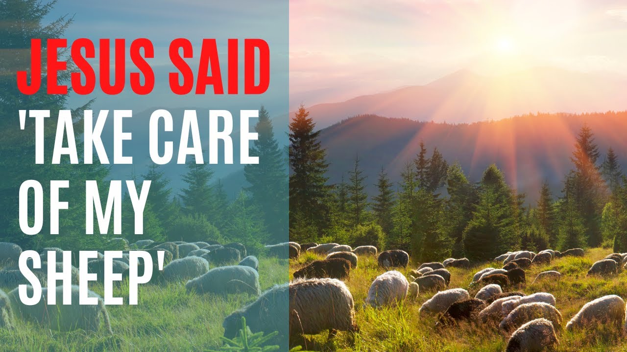 sermon-on-john-21-15-19-feed-my-lambs-and-take-care-of-my-sheep-www