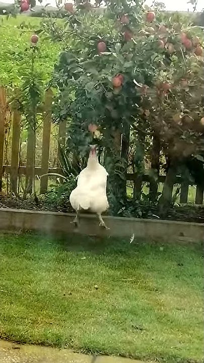 chicken-jumping-for-apples-with-quake-sound-effects-youtube