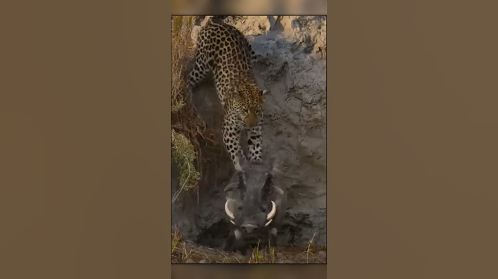Leopard Ambush: Warthog Has No Idea What's Above!