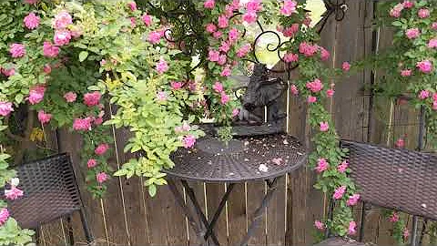 Peggy Martin Rose, Lisas Landscape and Design