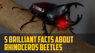 5 Brilliant Facts About Rhinoceros Beetles 2022