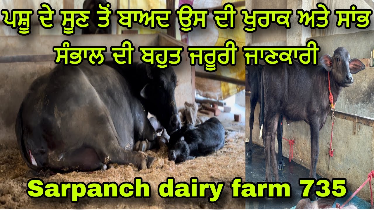 ਪਸ਼ੂ ਦੇ ਸੂਣ ਤੋਂ ਬਾਅਦ ਉਸ ਦੀ ਖੁਰਾਕ ਅਤੇ ਸਾਂਭ ਸੰਭਾਲ ਦੀ ਬਹੁਤ ਜਰੂਰੀ ਜਾਣਕਾਰੀ 🐃🩺