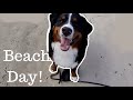 Bernese Mountain Dog Visits The Ocean