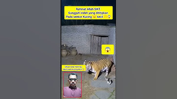 Kucing kecil ini mengusir dan mengalahkan Harimau dan Macan Tutul 😱 penyelamatan dramatis.#animals