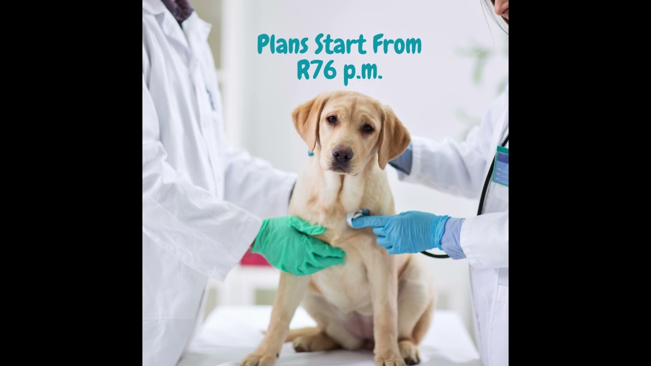 🌟 Best Pet Insurance That Pays Vets Directly 🐾