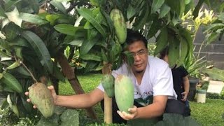 Berbuah tanpa Mengenal Musim setelah pakai Eco farming |Testimoni Eco farming pada pohon mangga