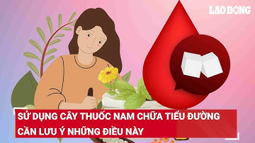 Sử dụng cây thuốc nam chữa tiểu đường cần lưu ý những điều này | Báo Lao Động
