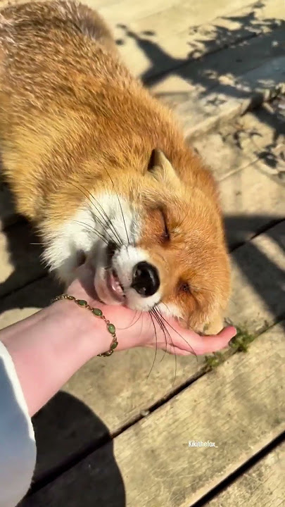 This person has the most adorable pet foxes!🦊❤️ #shorts