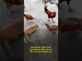 Konuşan Kediler #shorts - Tekir mi Bekir mi