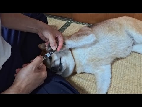 無抵抗柴犬と不器用おっさんの爪切り