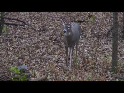 Minnesota Deer Hunting 2018 - A Busy Day in the Woods