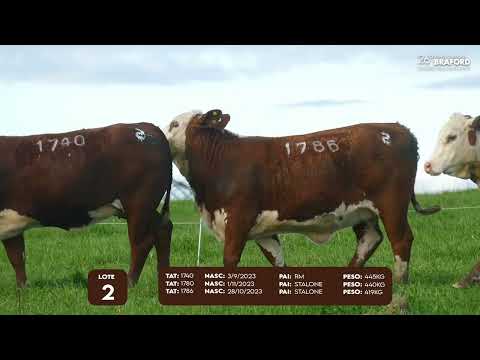 LOTE 2 FÊMEA