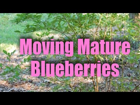 Video: Blueberry Transplant: Is It Better To Transplant Garden Blueberries To Another Location In The Spring Or Fall? How To Transplant An Adult Bush Correctly?