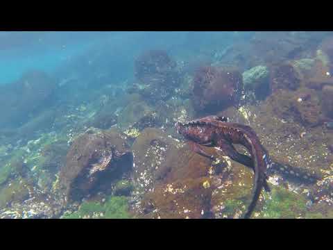 Video: Ružičaste Iguane Pronađene Na Otocima Galapagos - Alternativni Pogled