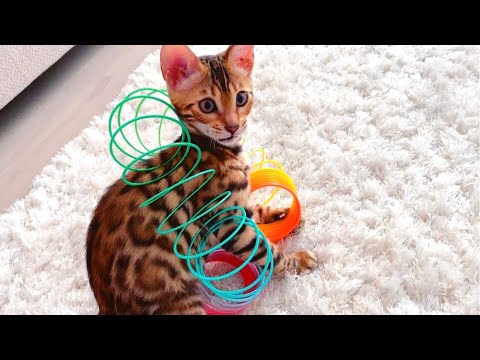 Котёнок Синди играет с пружинкой Радуга &#55356;&#57096;!