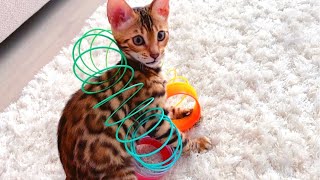 Cindy the kitten is playing with Rainbow Spring 🌈!