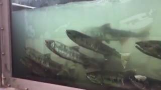 鮭の遡上 豊浦のインディアン水車に行ってきました2