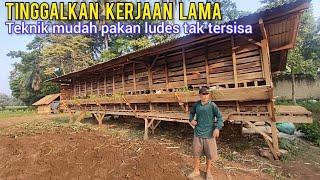 Total Tinggalkan Kerjaan Lama Beralih Usaha Breeding Kambing Dengan Kandang Barunya 