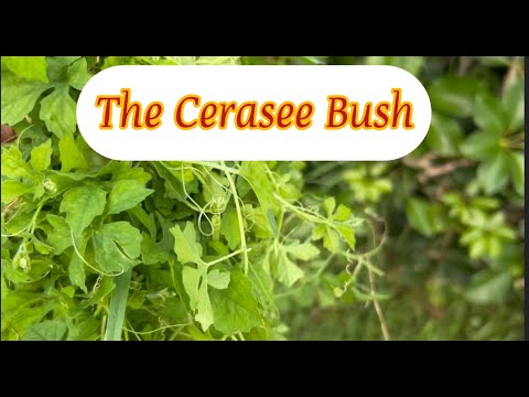 The Cerasee Bush@thecharlesft.laud.garden - YouTube