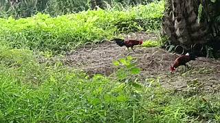 Download Lagu Pikat kalah ke 2 kali di buat ORI super garang ❗❗❗ MP3