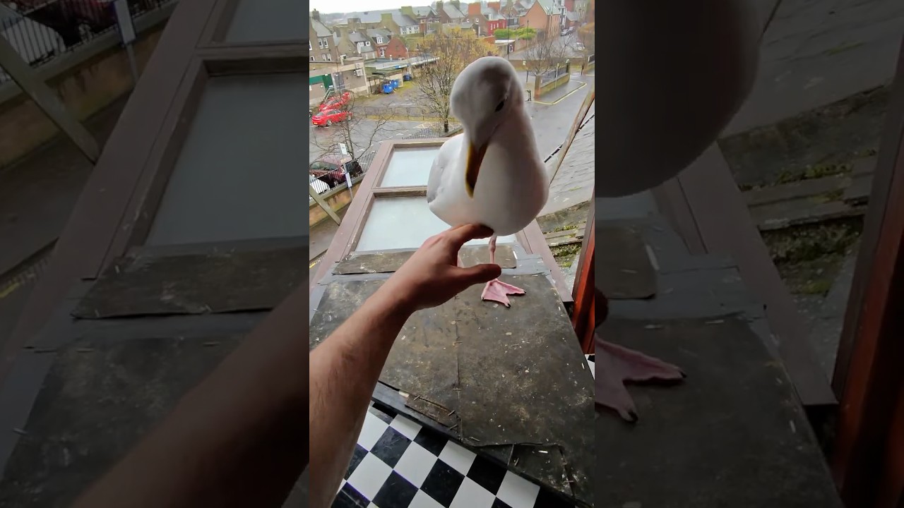 My Pet Seagull & His Tuna IMPATIENCE!