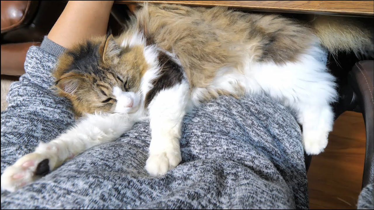 飼い主のお腹の上でくつろぐ甘えん坊の巨猫ボス吉 Youtube